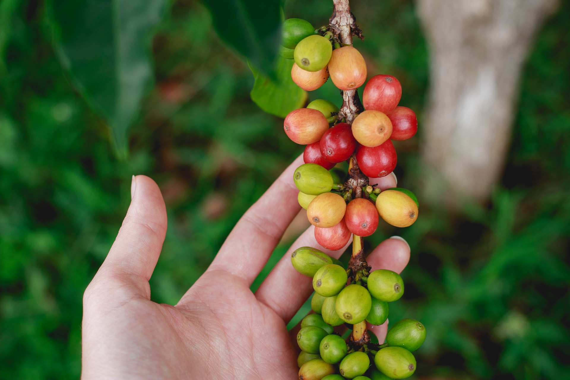 Arabica coffee plant.