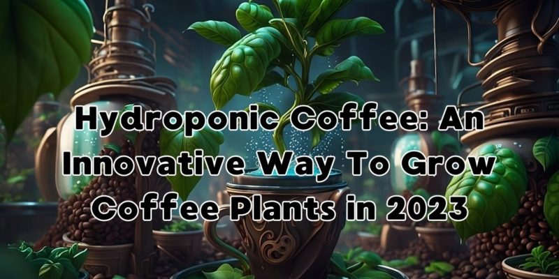 Hydroponic Coffee: An Innovative Way To Grow Coffee Plants in 2023.