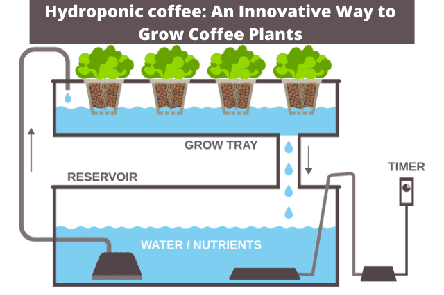 Hydroponic coffee: An Innovative Way to Grow Coffee Plants