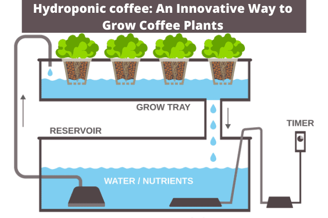 Hydroponic system for growing plants
