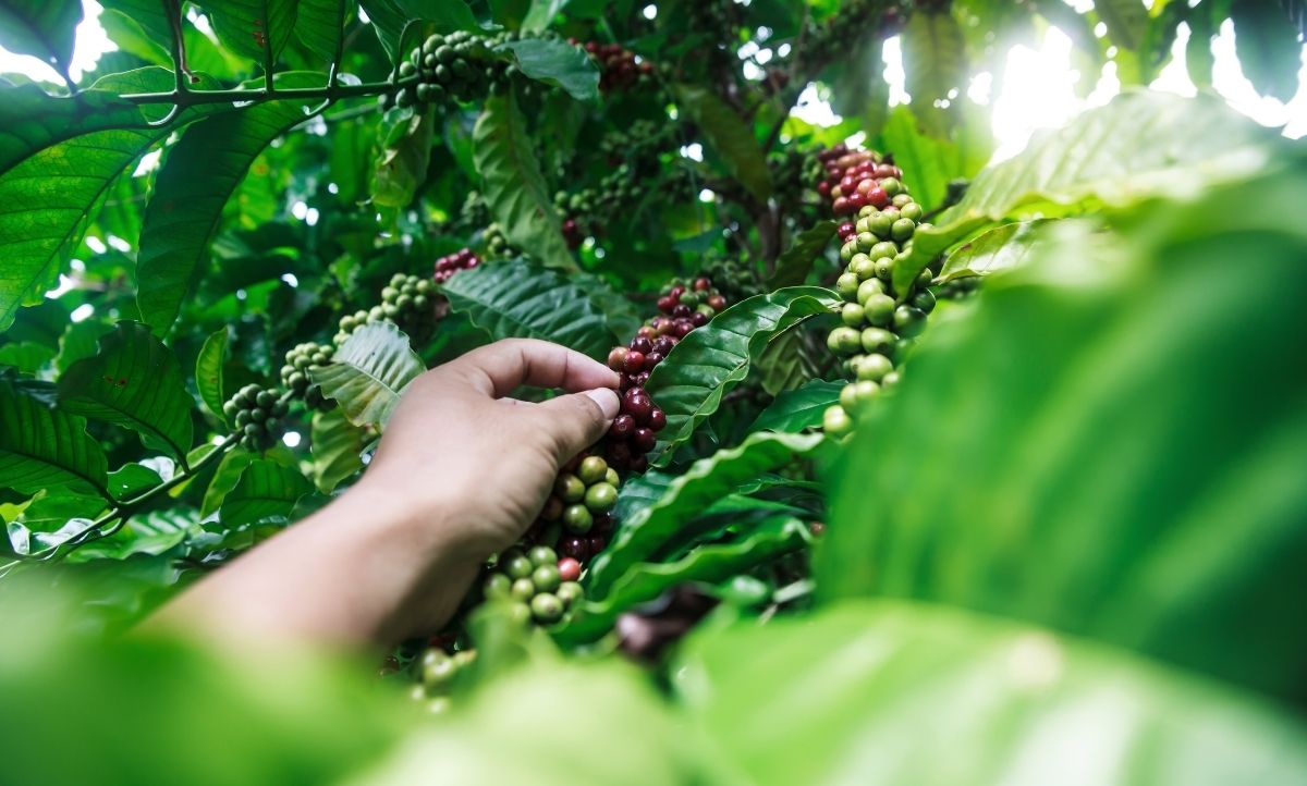 Why Is Coffee Called Java? Unveiling The Coffee Mystery 2023