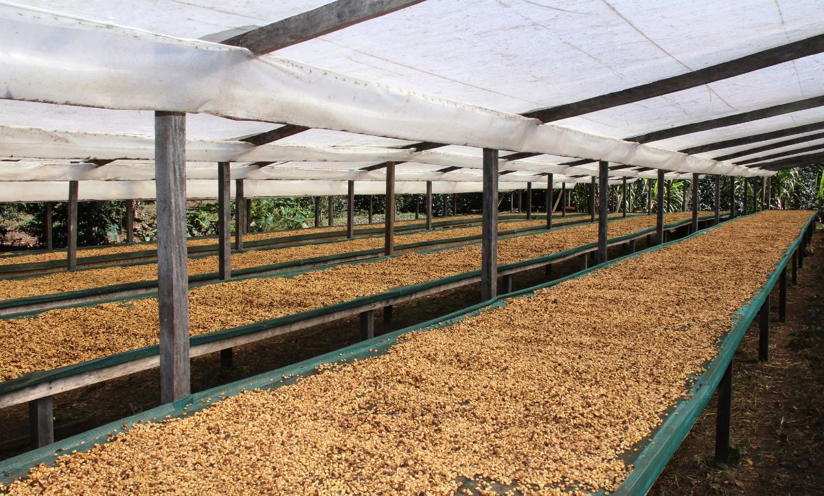 Drying green coffee beans.