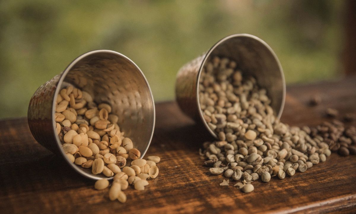 Fresh unroasted coffee beans.